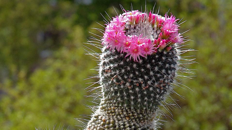 5. Pincushion Cactus (529.729 δημοσιεύσεις)
